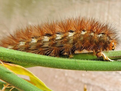 A caterpillar caught in a still moment, reflecting the beauty of not yet knowing what comes next