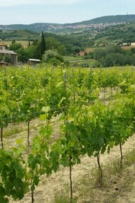 The view of the vineyards of the Cignozza winery