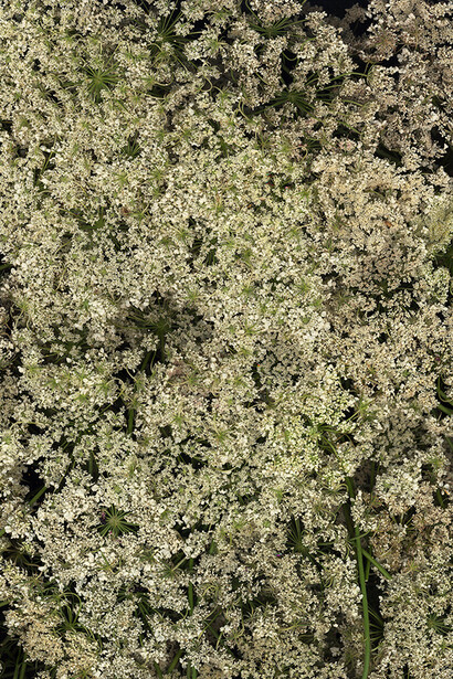 M. Nardone 2016 - Terril 1 - 117x85 cm - papier mat contrecollé sur aluminium - éd. 8