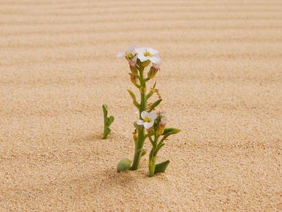 Resiliência ou capacidade de superacion