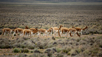 La vicuña es un símbolo de biodiversidad y riqueza natural en Perú, destacada por su papel en la historia cultural y económica de los Andes