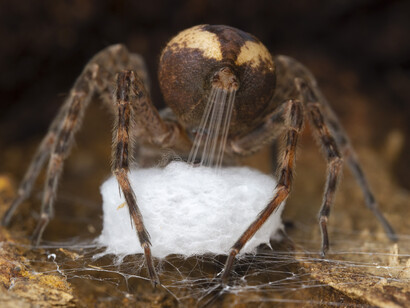 © Gil Wizen, Wildlife Photographer of the Year