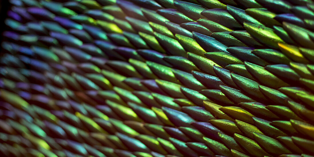 Jan Fabre. Courtesy of Museo di Capodimonte