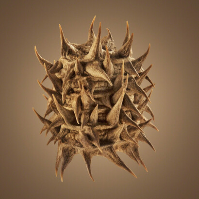 Dillon Marsh. Courtesy of Gallery MOMO