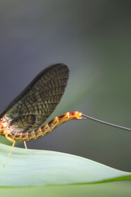 When they mate, aquatic insects like the mayfly can mistake solar panels for the surface of water, and fail to reproduce
