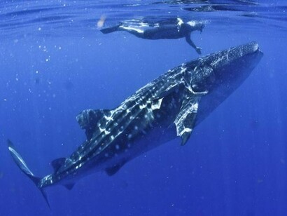 Un nadador sobre un tiburón ballena