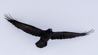 Corvus corax, cuervo común, ave paresiforme de la familia de los córvidos, en la Grecia antigua se creía que era pariente de Apolo.Su aparición en el camino obliga al silencio y la reflexión, y su gran inteligencia, sumada a la facilidad para emular voces, es signo, para muchos, de contacto con alguna forma de divinidad    