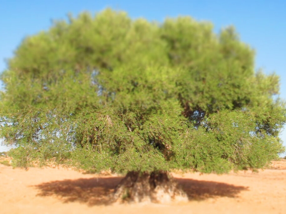 Younès Rahmoun, Zaytuna, vidéo, 2014