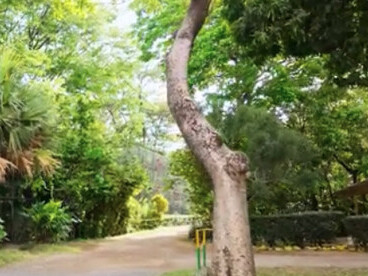 Muchos recuerdos quedaron entre los árboles, y muchos secretos entre las aguas. Los turistas llenos de curiosidad caminan ahora admirando jaguares, pumas, saínos, lapas, monos aulladores y cariblancos saltando entre las ramas. Centro de Rescate y Santuario Las Pumas. Guanacaste, Costa Rica