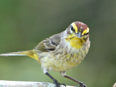 Reinita palmera («Setophaga palmarum»)
