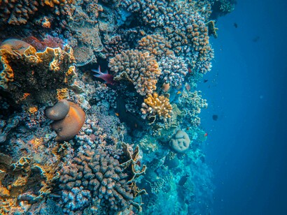 A burst of marine color—soon threatened by rising temperatures and coral bleaching