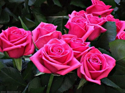 Dalle rose si ricavano preziosi oli essenziali 
