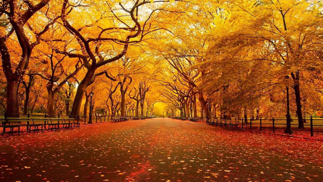 Foliage d'autunno