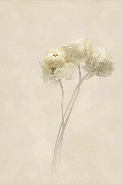 Ugo Ricciardi, Ukiyo