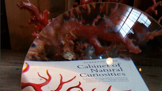 Cabinet of Natural Curiosities