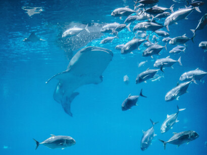 I rischi della carenza d'ossigeno
