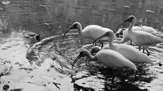 Luc Le-Tran, Birds with turtle (detail), 2026. Courtesy of Ogden Museum of Southern Art