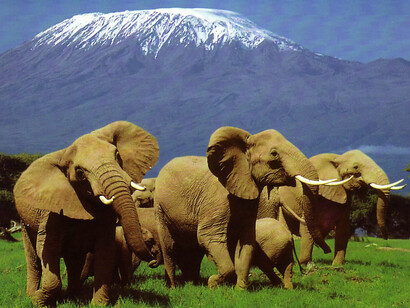 Sudán del Sur. Manada de elefantes