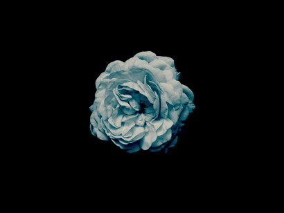 Flor