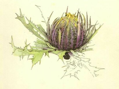 Lanfranco Radi, Carlina zolfina, 1996 (Hortus celatus. Piante che in qualunque modo vengono per cibo dell’homo, tav. XCII, particolare)   
