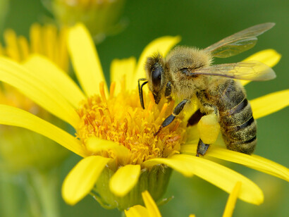 Abeja europea («Apis mellifera»), también conocida como abeja doméstica o abeja melífera