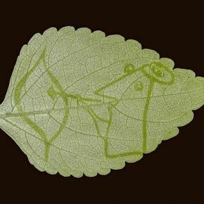 Dolinsky Hangarter Leaf