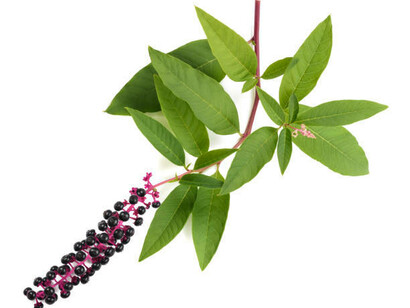 Hojas y semillas, tóxicas para los humanos, phytolacca americana, de Ombú