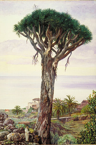 Dragoeiro. San Juan de Rambla, Tenerife. Ilustração de Marianne North