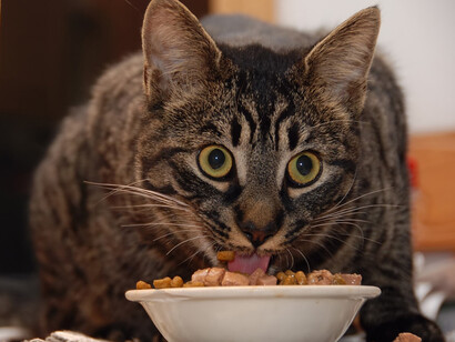 Un gato disfruta de su comida