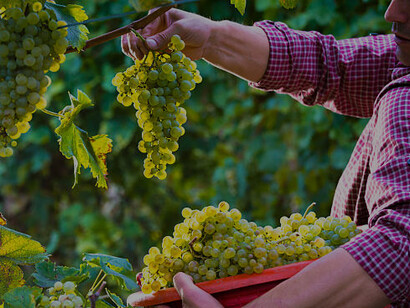 Harvesting white grapes by hand in the scenic Calabrian vineyards of southern Italy