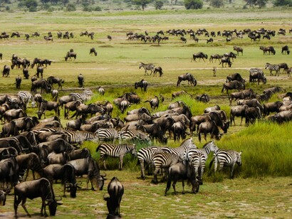 Zebre e gnu a rischio estinzione