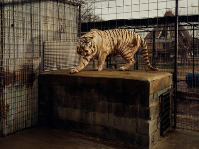 Taryn Simon, White Tiger (Kenny), Selective Inbreeding, Turpentine Creek Wildlife Refuge and Foundation, Eureka Springs, Arkansas, An American Index of the Hidden and Unfamiliar, 2007, Chromogenic color print / 94,6 x 113,7 cm framed, Courtesy of the artist © 2014 Taryn Simon