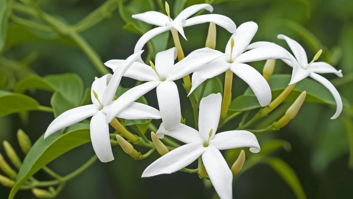 Flores de Jazmín. Las flores son un adorno disperso en el mundo espontánea o cultivadamente
