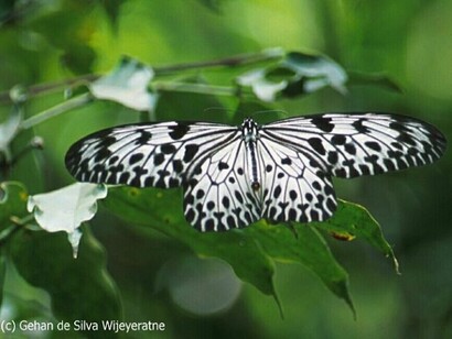 Ceylon Tree Nymph