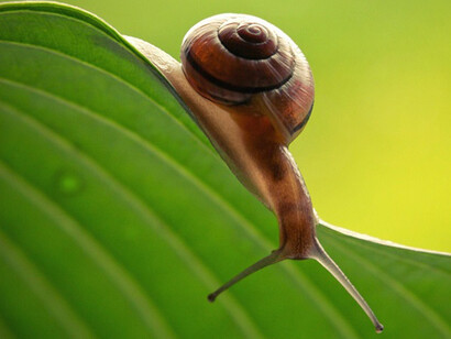 Curious snail