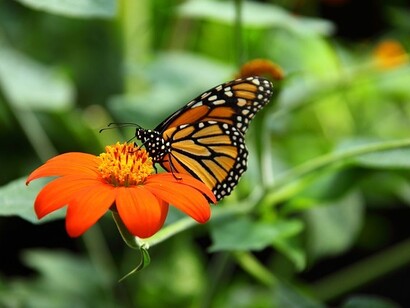 La farfalla monarca, l’unica che può  fare viaggi per migliaia di chilometri senza mai fermarsi 