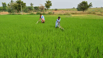 Respect thy food providers, Lakshmi Narasimha & Matyalamma, Kondakindapalli village, Southern India © Ashish Kothari