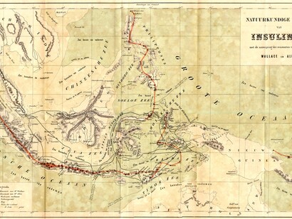 Años después de su viaje por Sudamérica, Wallace se trasladó al otro extremo del planeta y, de resultas de las investigaciones realizadas, surgió «The Malay Archipelago», una obra dedicada a su amigo Charles Darwin