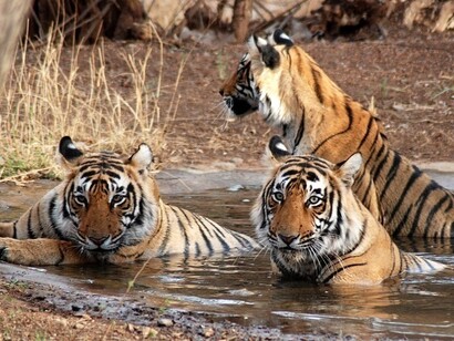 Tigers in Gorumara National Park