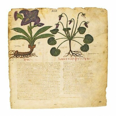 L'iris nel Codex Neapolitanus