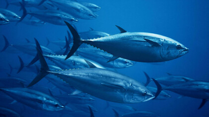 Yellow-fin tuna