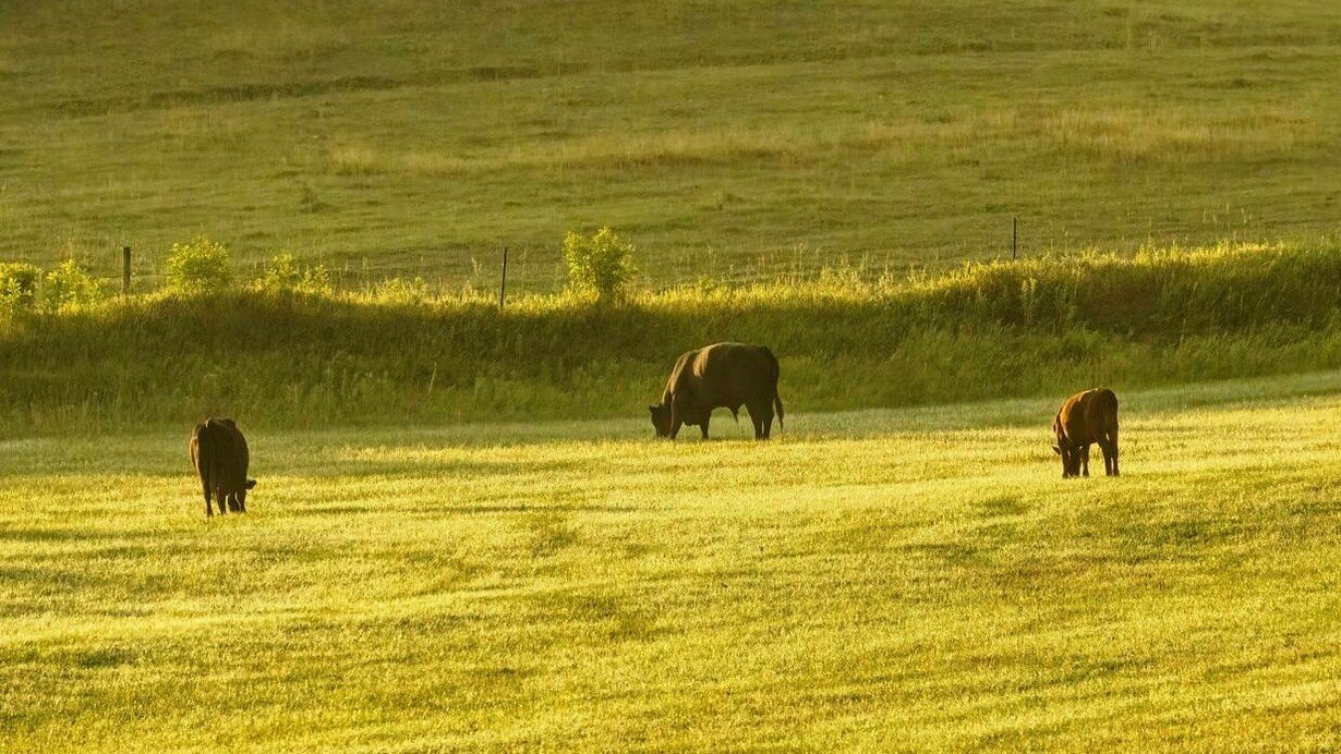 Cattle grazing grass