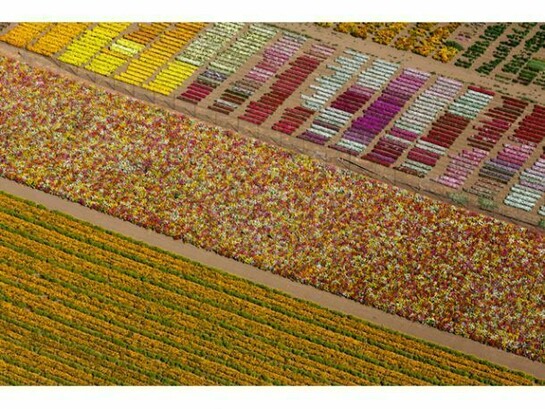 Alex MacLean, Flower Fields, Lompoc, California, USA, 2013, copyright © Alex MacLean Huxley-Parlour Gallery