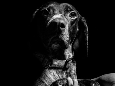 Le testimonianze esaminate da Bozzano descrivono apparizioni percepite da uno o più testimoni, talvolta riconosciute come animali realmente vissuti in quei luoghi e già deceduti