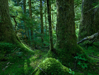 Old-growth forest on the Pierce Lake Trail in Chilliwack River Valley, British Columbia, Canada. Seven or eight trees produce enough oxygen to keep a person breathing for a year