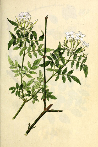 Ilustración de jazmín, Cría general de árboles en Austria, 1800