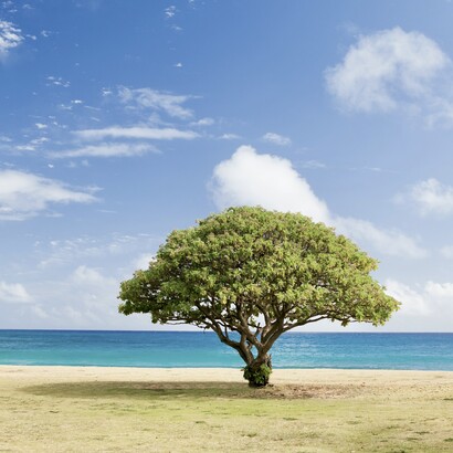 L'arbre de Jessé est une représentation artistique riche en symbolisme