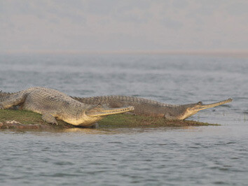 The River Chambal is one of the best places in which to see the endangered Gharial © Gehan de Silva Wijeyeratne