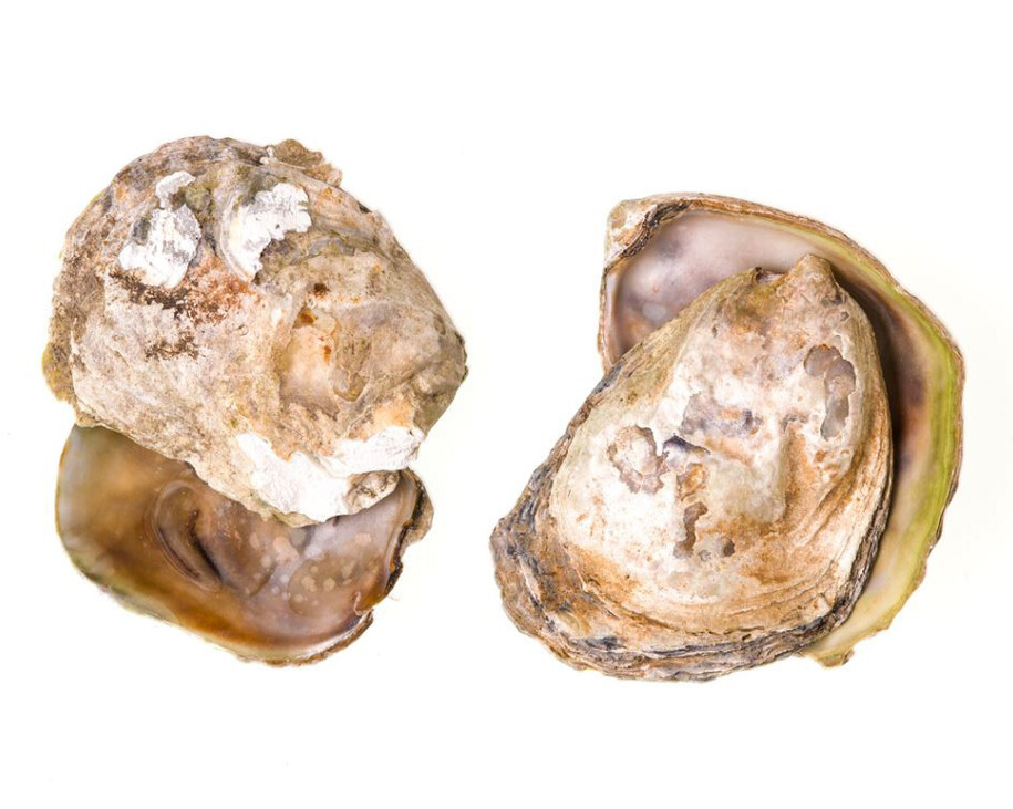 Invertebrate Zoology. Courtesy of Royal BC Museum