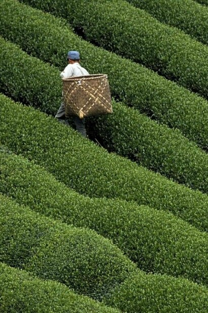 Coltivazione di Camellia Sinensis